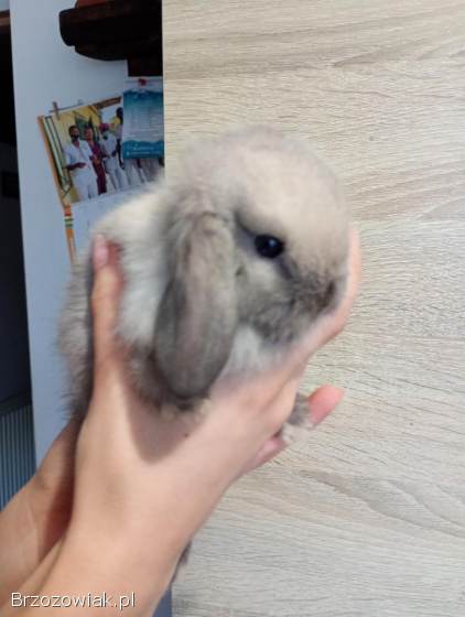 Króliki mini lopki