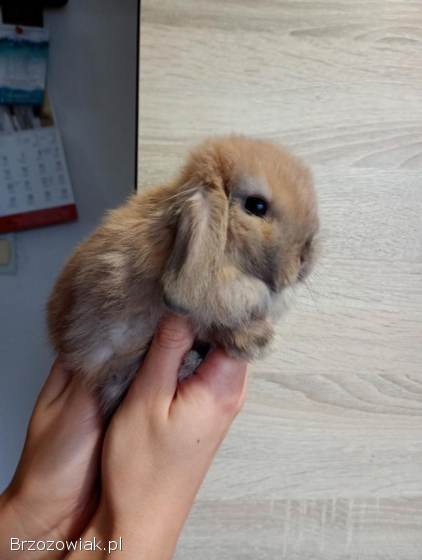 Króliki mini lopki