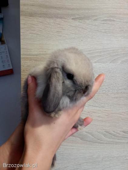 Króliki mini lopki