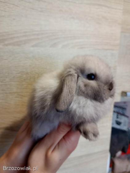 Króliki mini lopki