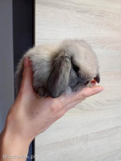 Króliki mini lopki