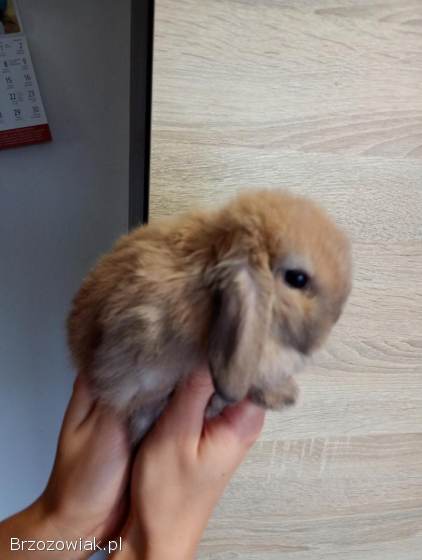 Króliki mini lopki