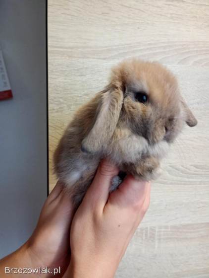 Króliki mini lopki