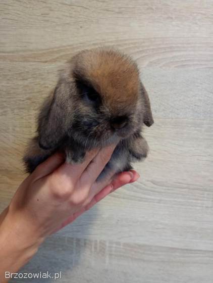 Króliki mini lopki