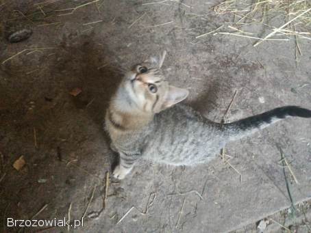 Oddam w dobre ręce dwa kocurki