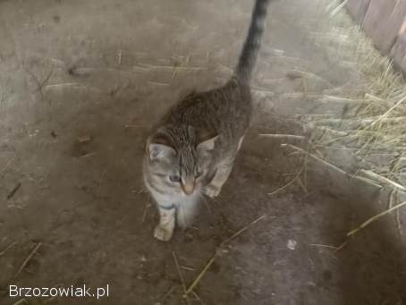 Oddam w dobre ręce dwa kocurki