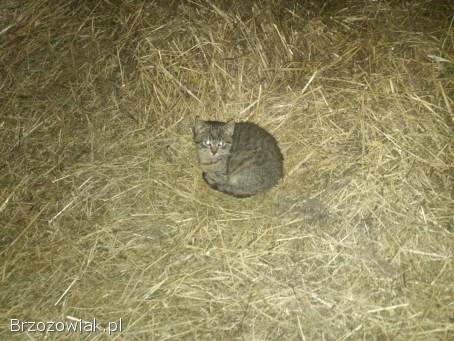 Oddam w dobre ręce dwa kocurki