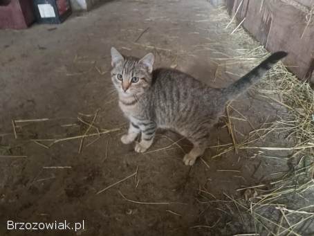 Oddam w dobre ręce dwa kocurki