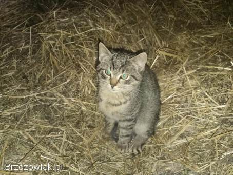 Oddam w dobre ręce dwa kocurki