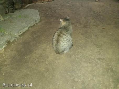 Oddam w dobre ręce dwa kocurki