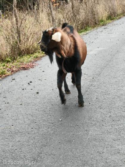 Kozioł aglonubijski genetycznie bezrozny