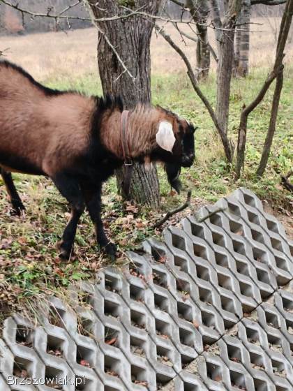 Kozioł aglonubijski genetycznie bezrozny