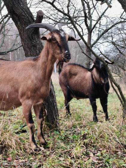 Kozioł aglonubijski genetycznie bezrozny