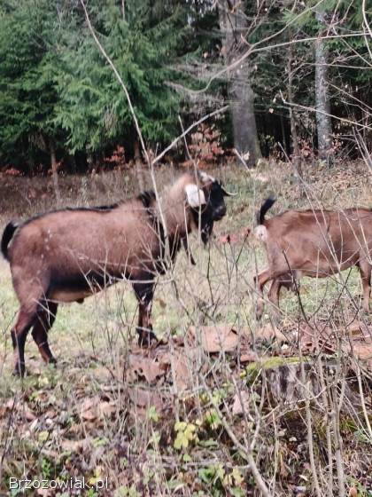 Kozioł aglonubijski genetycznie bezrozny