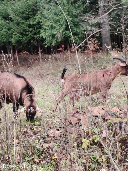 Kozioł aglonubijski genetycznie bezrozny