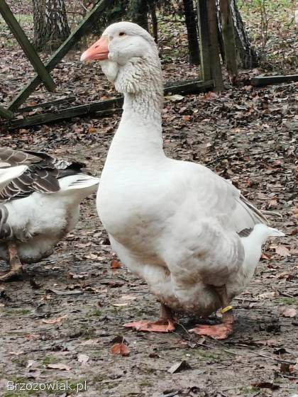 Gęsi Tuluskie
