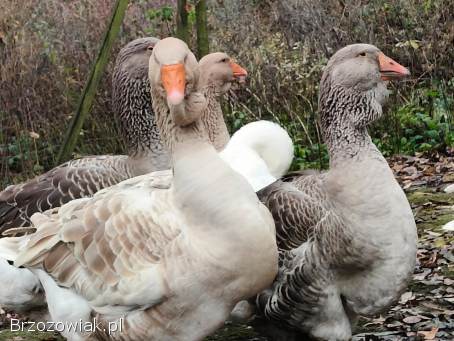 Gęsi Tuluskie