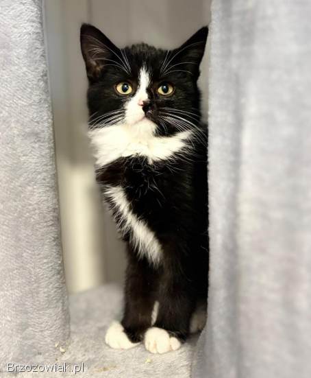 Loki -  4 miesięczny kociak szuka domu!