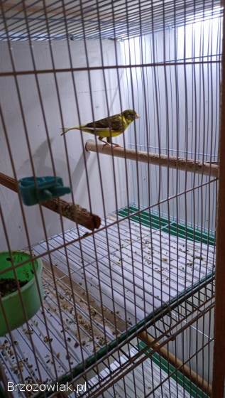 Sprzedam kanarki