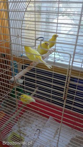 Sprzedam kanarki