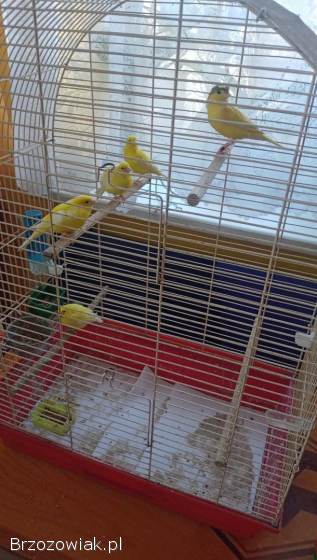 Sprzedam kanarki