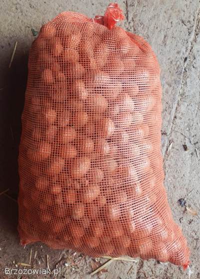 Sprzedam ziemniaki paszowe,  Dynów,  0,  50zł/kg