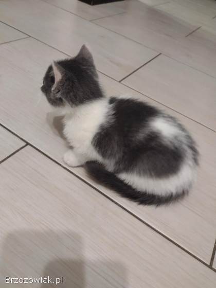 Oddam malutką kotkę