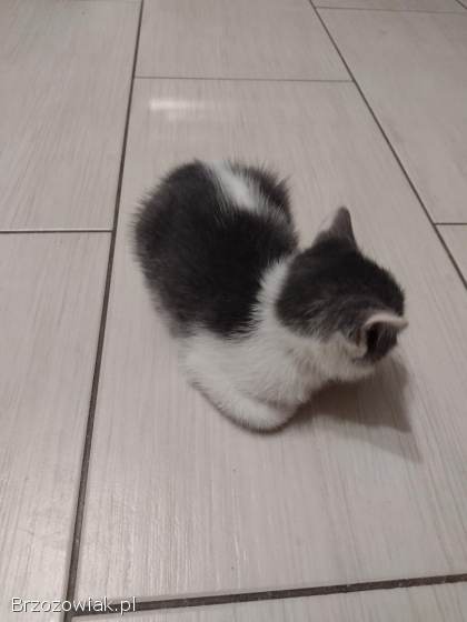 Oddam malutką kotkę
