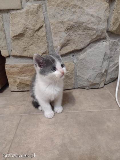 Oddam malutką kotkę