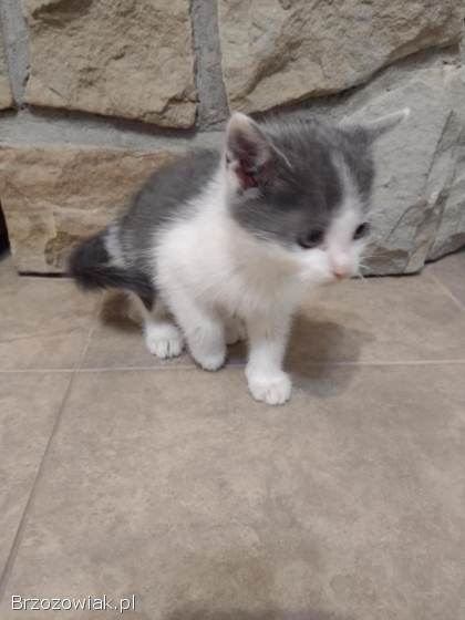 Oddam malutką kotkę