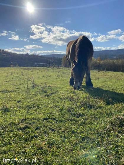 Sprzedam klacz dwu letnią