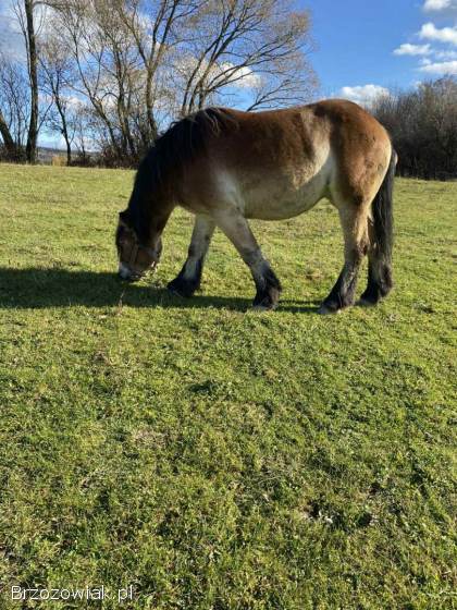 Sprzedam klacz dwu letnią