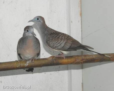 Gołabki prażkowane