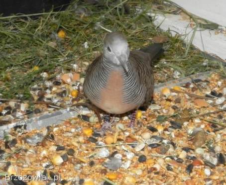 Gołabki prażkowane