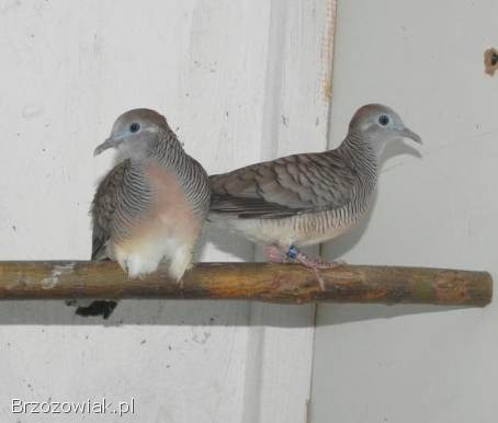 Gołabki prażkowane