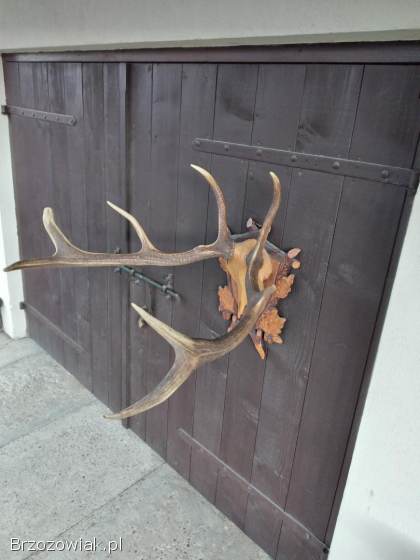 Poroże jelenia