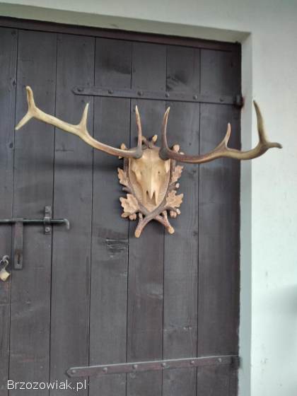 Poroże jelenia