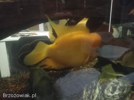 Ryby duże i małe akwariowe duch amazoński oskary pielęgnice