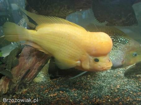 Ryby duże i małe akwariowe duch amazoński oskary pielęgnice