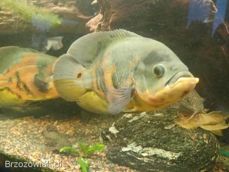 Ryby duże i małe akwariowe duch amazoński oskary pielęgnice
