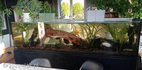 Ryby duże i małe akwariowe duch amazoński oskary pielęgnice