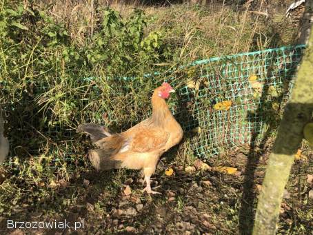 Koguty z sierpnia 2025 do stada lub na tuszki