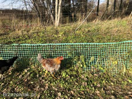 Koguty z sierpnia 2025 do stada lub na tuszki