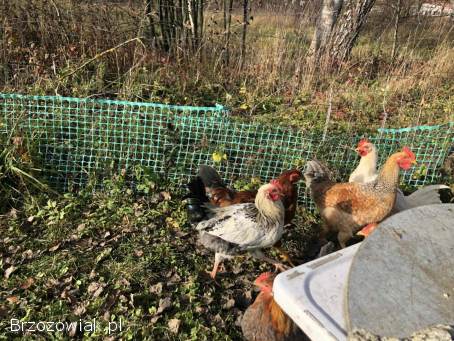 Koguty z sierpnia 2025 do stada lub na tuszki