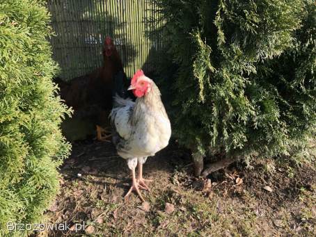 Koguty z sierpnia 2025 do stada lub na tuszki