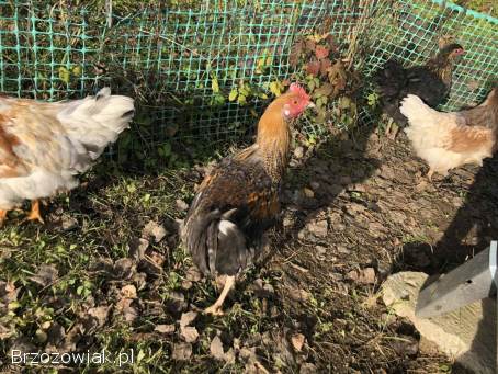 Koguty z sierpnia 2025 do stada lub na tuszki