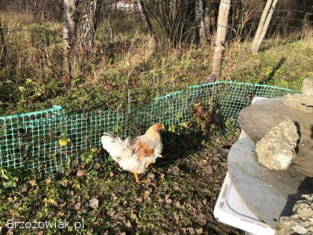 Koguty z sierpnia 2025 do stada lub na tuszki