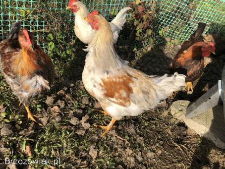 Koguty z sierpnia 2025 do stada lub na tuszki