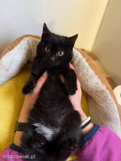 DOSIA -  mała,  nieśmiała kocia piękność szuka domu!