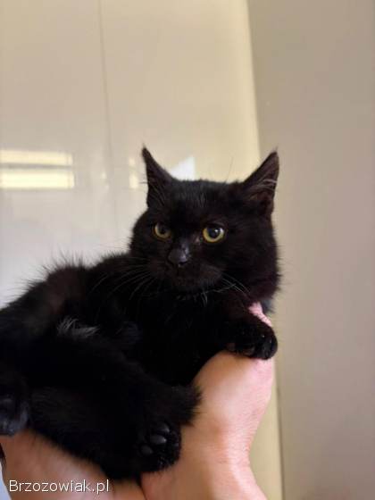 DOSIA -  mała,  nieśmiała kocia piękność szuka domu!